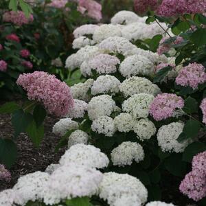 Hydrangea arborescens 'Bella Ragazza® Blanchetta'
