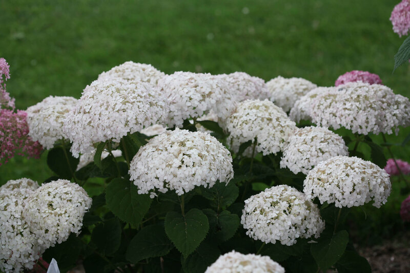 Hydrangea arborescens 'Bella Ragazza® Blanchetta'