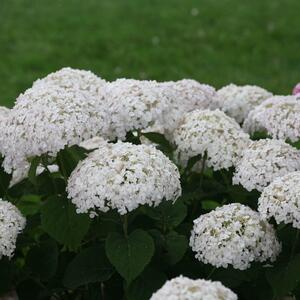 Hydrangea arborescens 'Bella Ragazza® Blanchetta'