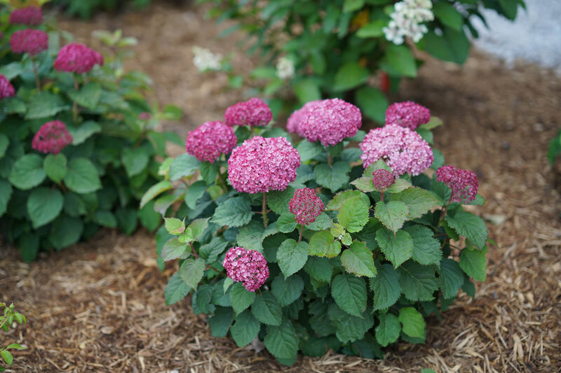 Hydrangea arborescens 'Bella Ragazza® Mauvette'