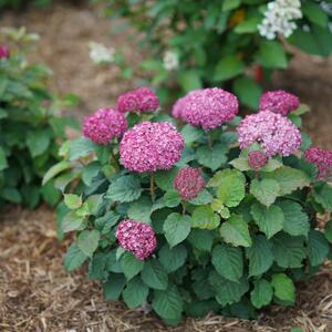 Hydrangea arborescens 'Bella Ragazza® Mauvette'