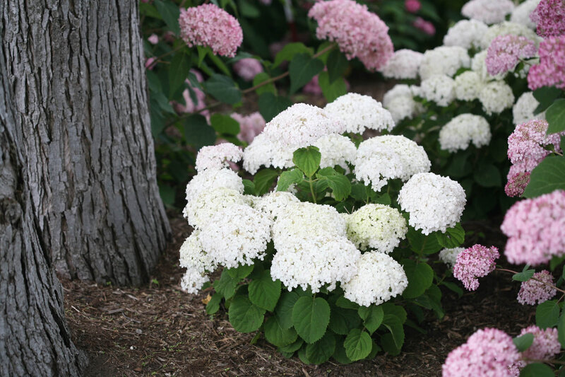 Hydrangea arborescens 'Bella Ragazza® Blanchetta'