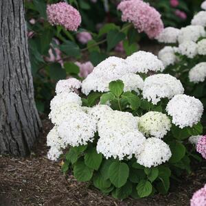 Hydrangea arborescens 'Bella Ragazza® Blanchetta'