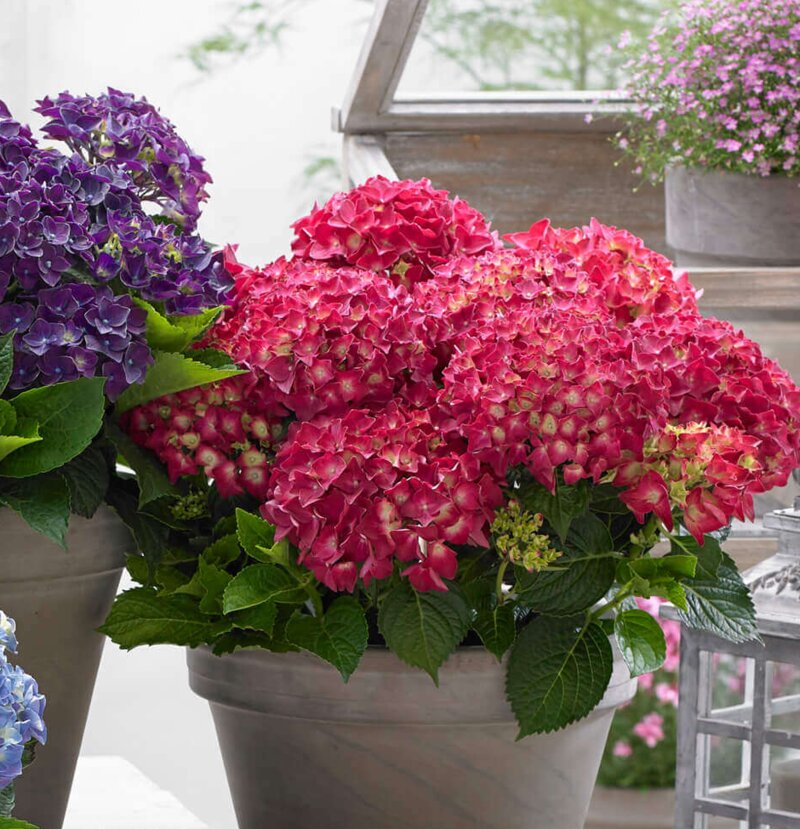 Hydrangea macrophylla Red Reggae