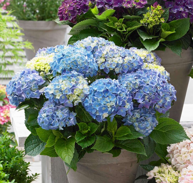 Hydrangea macrophylla Blue Boogiwoogie