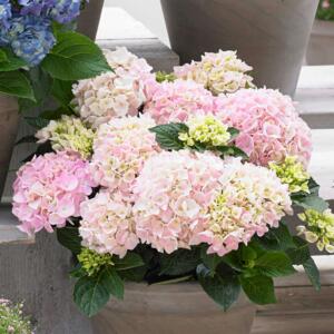 Hydrangea macrophylla Soft Pink Salsa