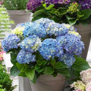 Hydrangea macrophylla Blue Boogiwoogie