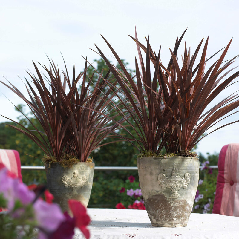 Cordyline indivisa 