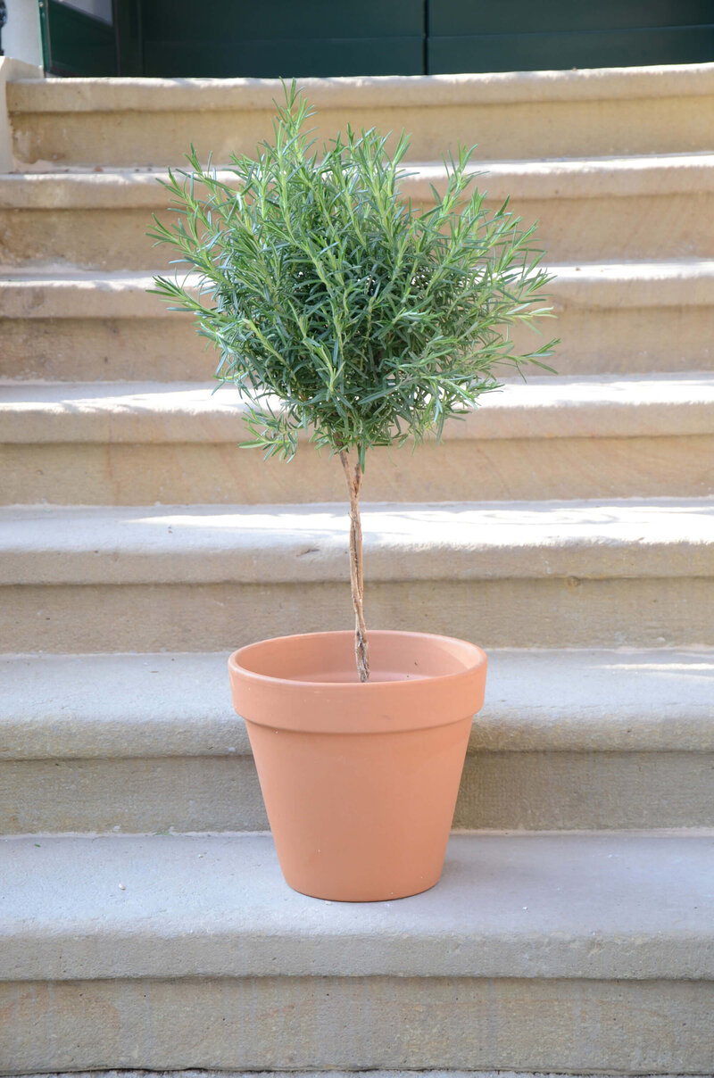 Rosmarinus officinalis 