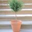Rosmarinus officinalis 