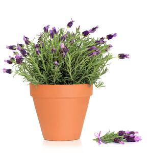 Lavandula stoechas