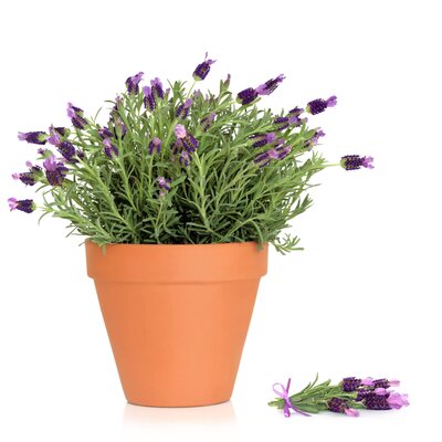 Lavandula stoechas