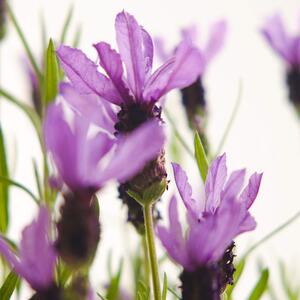 Lavandula stoechas