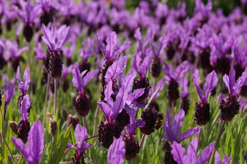 Lavandula stoechas