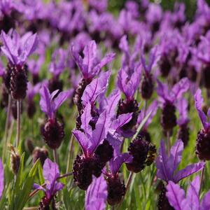 Lavandula stoechas