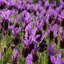 Lavandula stoechas