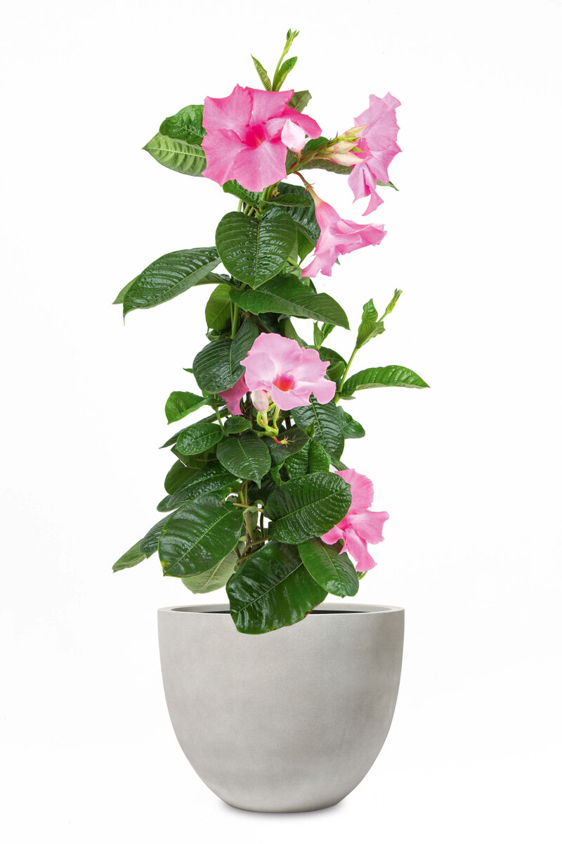 Mandevillea amabilis Alice de Pont