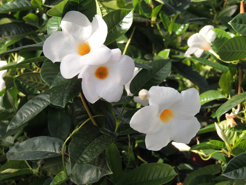 Dipladenia sanderiana Sundaville