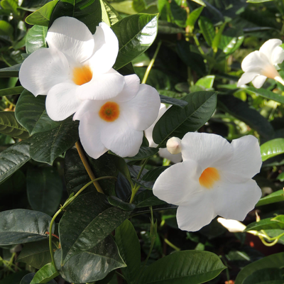 Dipladenia sanderiana Sundaville