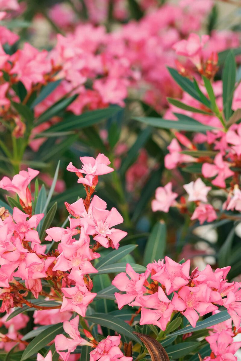 Nerium oleander