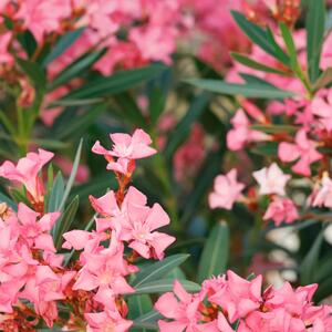 Nerium oleander