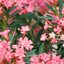 Nerium oleander