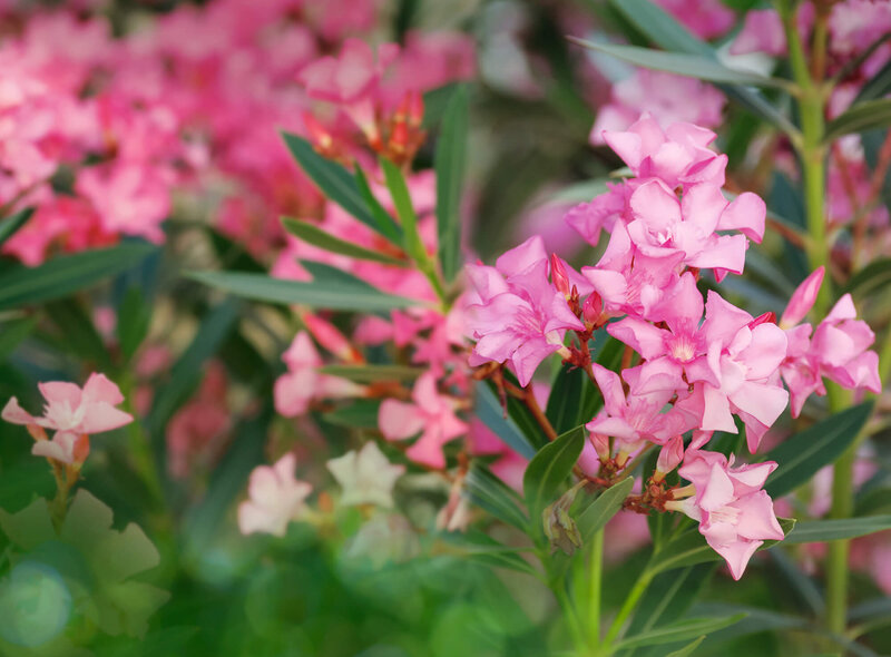 Nerium oleander