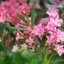 Nerium oleander