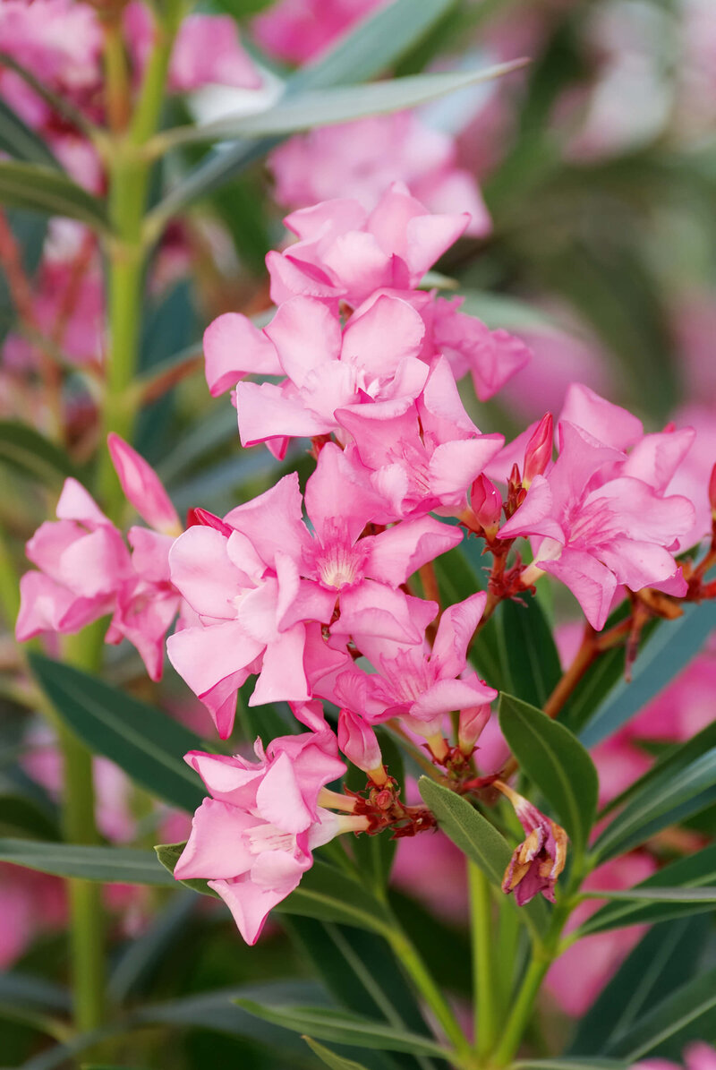 Nerium oleander