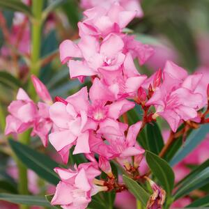 Nerium oleander