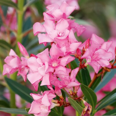 Nerium oleander