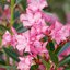Nerium oleander