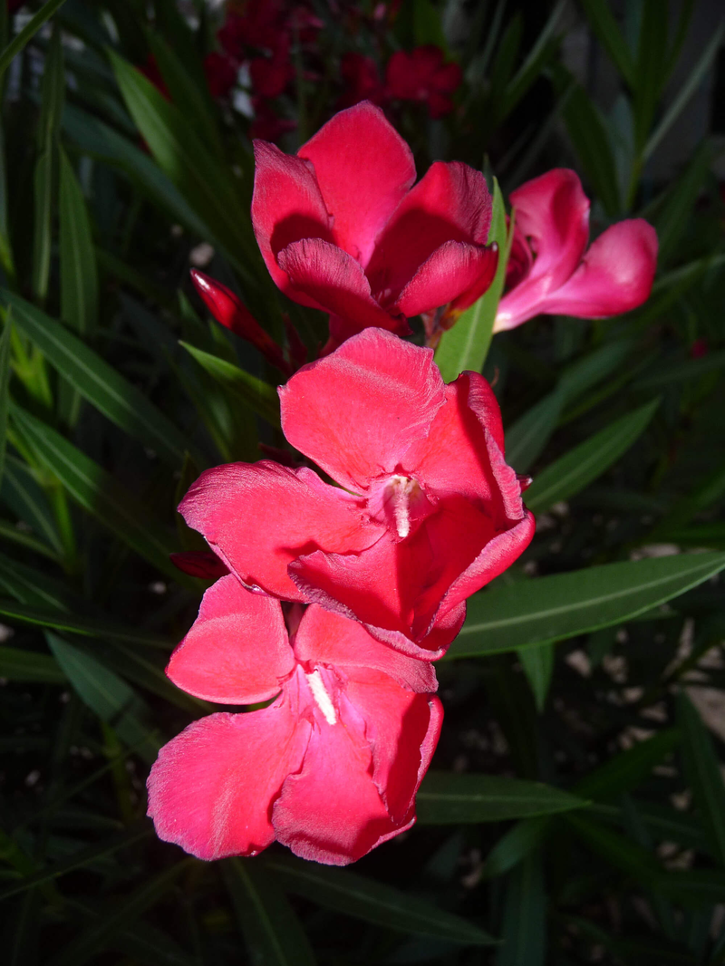Nerium oleander