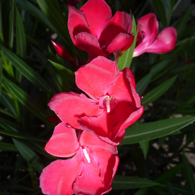 Nerium oleander
