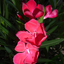 Nerium oleander