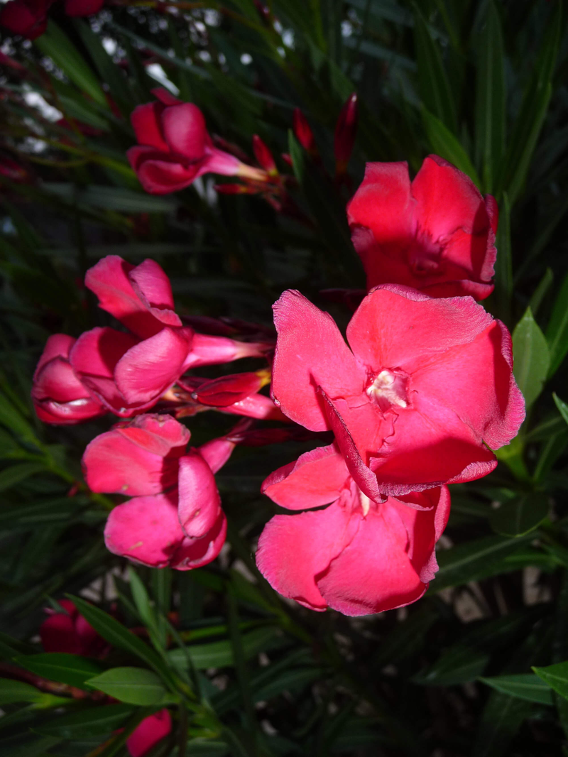 Nerium oleander