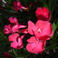 Nerium oleander