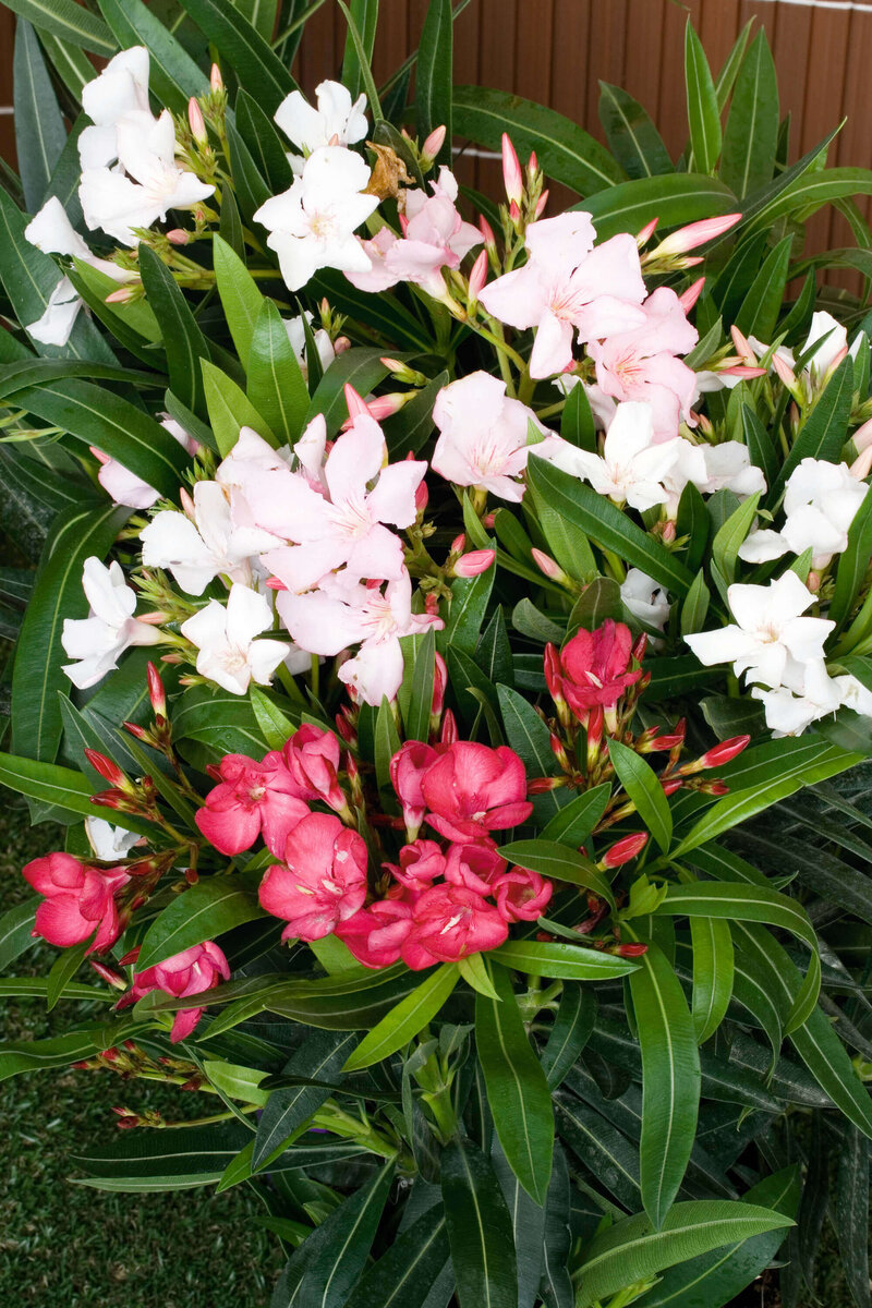 Nerium oleander