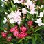 Nerium oleander
