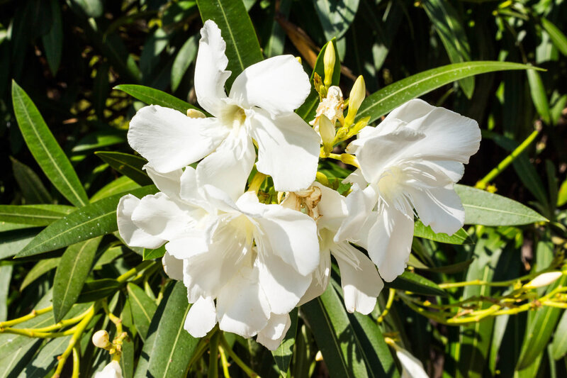 Nerium oleander