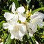 Nerium oleander
