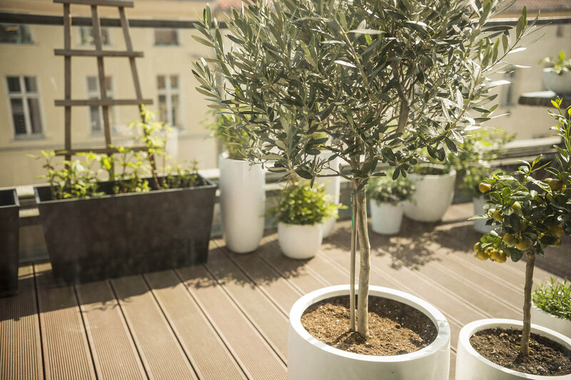 Olea europaea