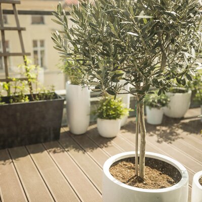Olea europaea