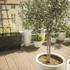 Olea europaea