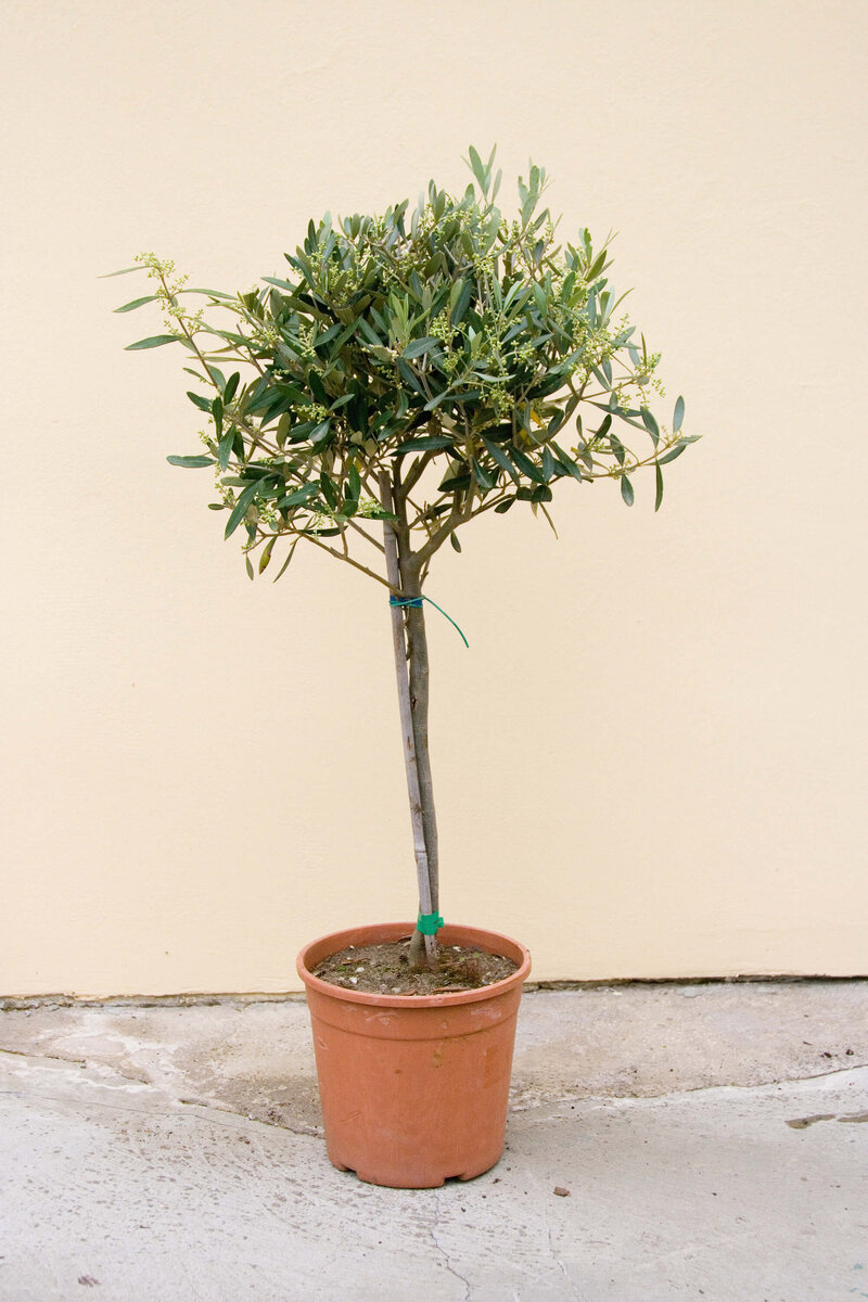 Olea europaea