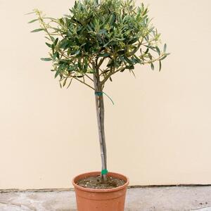 Olea europaea