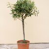 Olea europaea