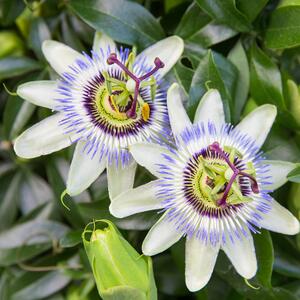 Passiflora - Hybriden