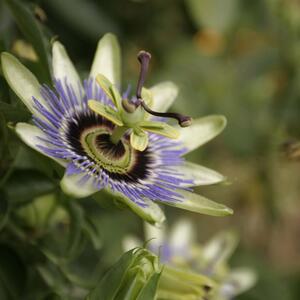 Passiflora - Hybriden