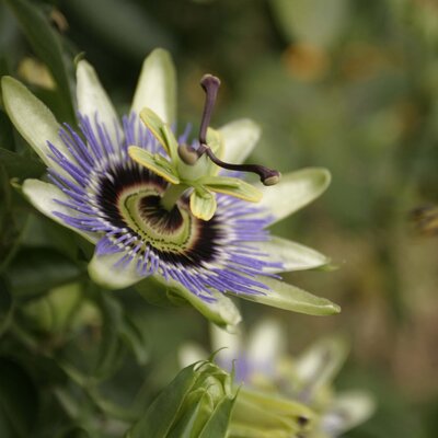 Passiflora - Hybriden